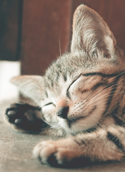 Diese kleine Katze braucht keinen Trick zum Einschlafen – sie schläft einfach so.