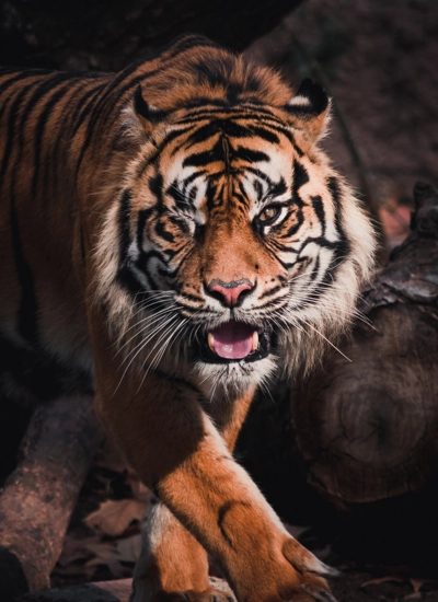 Dieser Tiger verbindet mit Sicherheit auch Konzentration und Achtsamkeit.